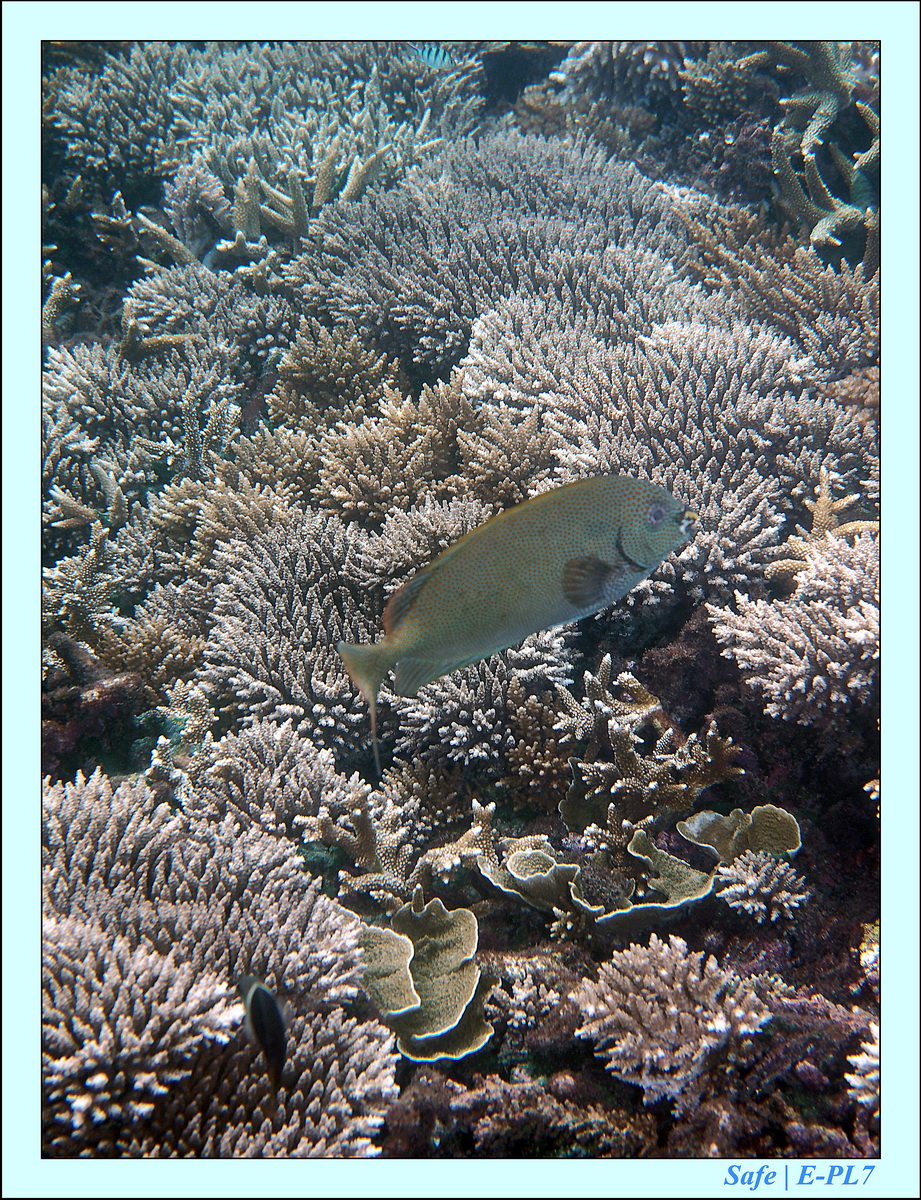 2015   07   Peranthian Islands 57